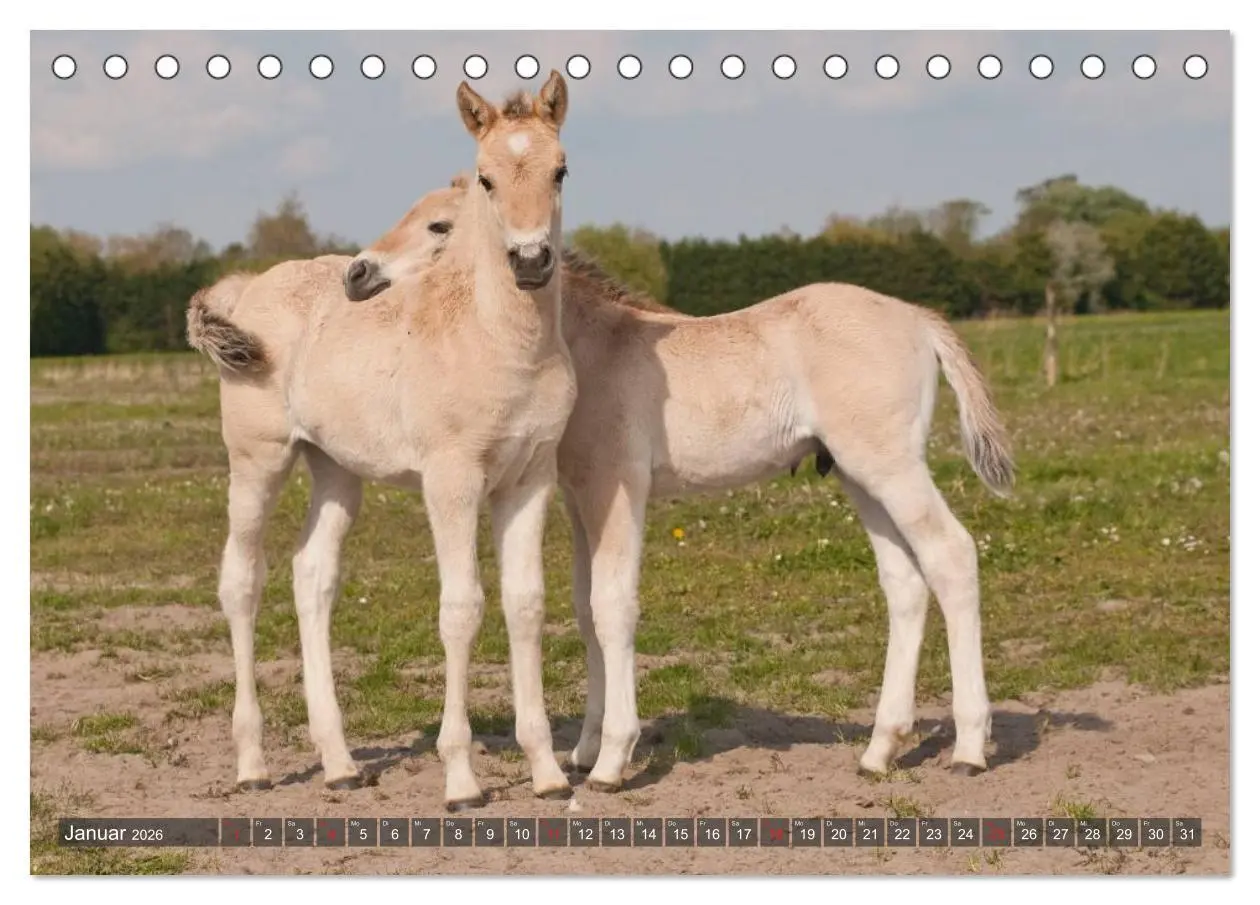 Bild: 9783457982266 | Fohlen - Lustige Pferdekinder (Tischkalender 2026 DIN A5 quer),...
