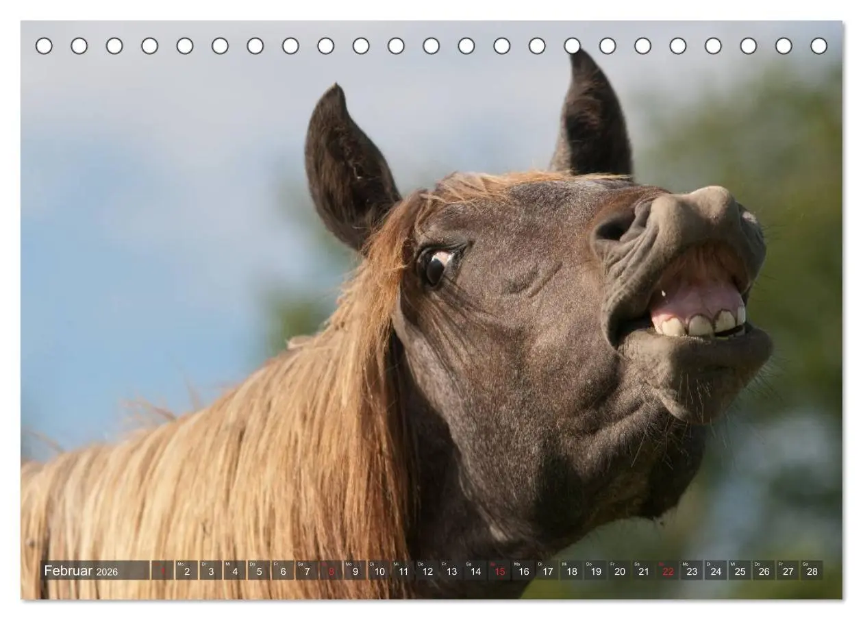 Bild: 9783457982266 | Fohlen - Lustige Pferdekinder (Tischkalender 2026 DIN A5 quer),...