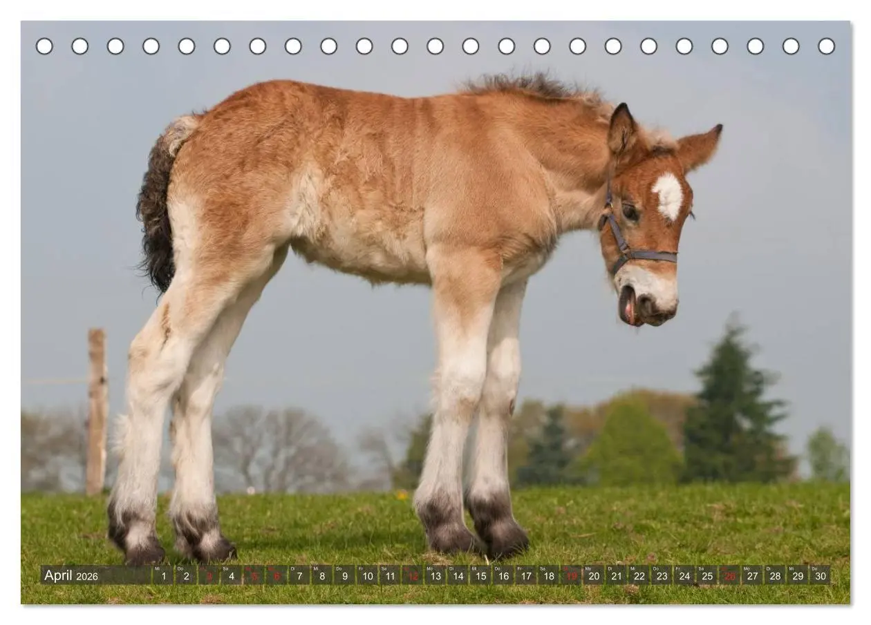 Bild: 9783457982266 | Fohlen - Lustige Pferdekinder (Tischkalender 2026 DIN A5 quer),...