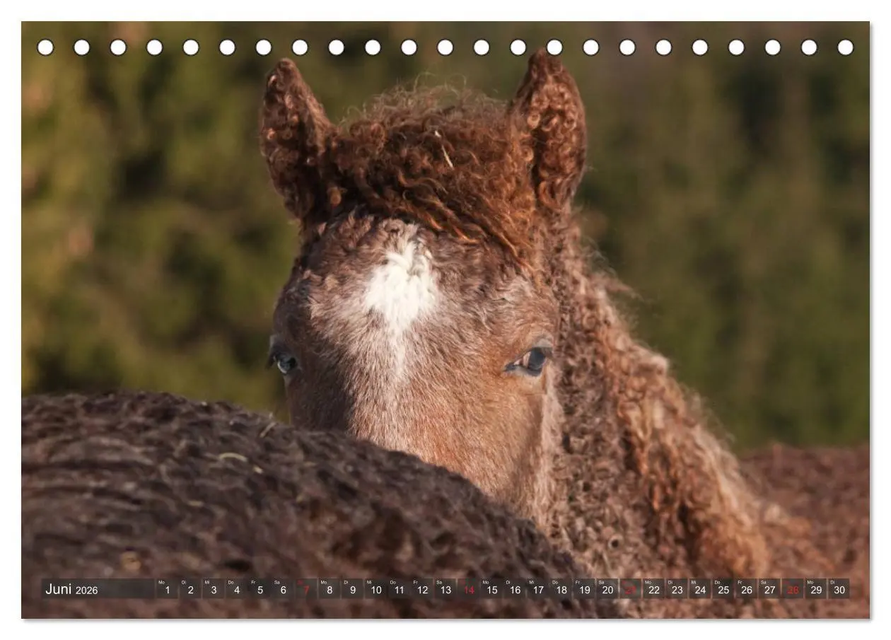 Bild: 9783457982266 | Fohlen - Lustige Pferdekinder (Tischkalender 2026 DIN A5 quer),...