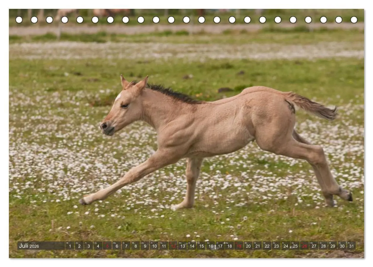 Bild: 9783457982266 | Fohlen - Lustige Pferdekinder (Tischkalender 2026 DIN A5 quer),...