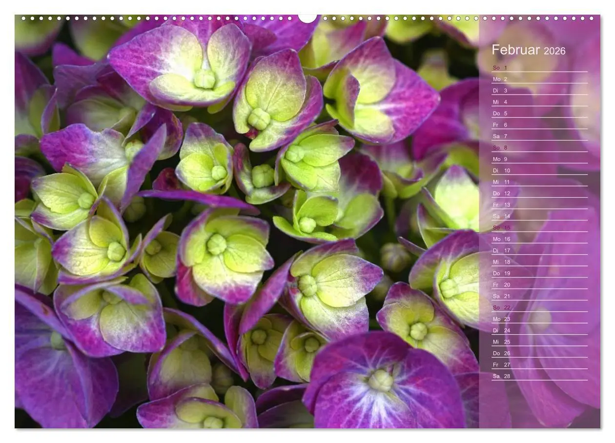 Bild: 9783516142266 | Hortensien / Geburtstagskalender (Wandkalender 2026 DIN A2 quer),...