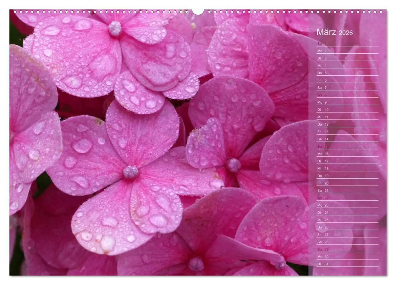 Bild: 9783516142266 | Hortensien / Geburtstagskalender (Wandkalender 2026 DIN A2 quer),...