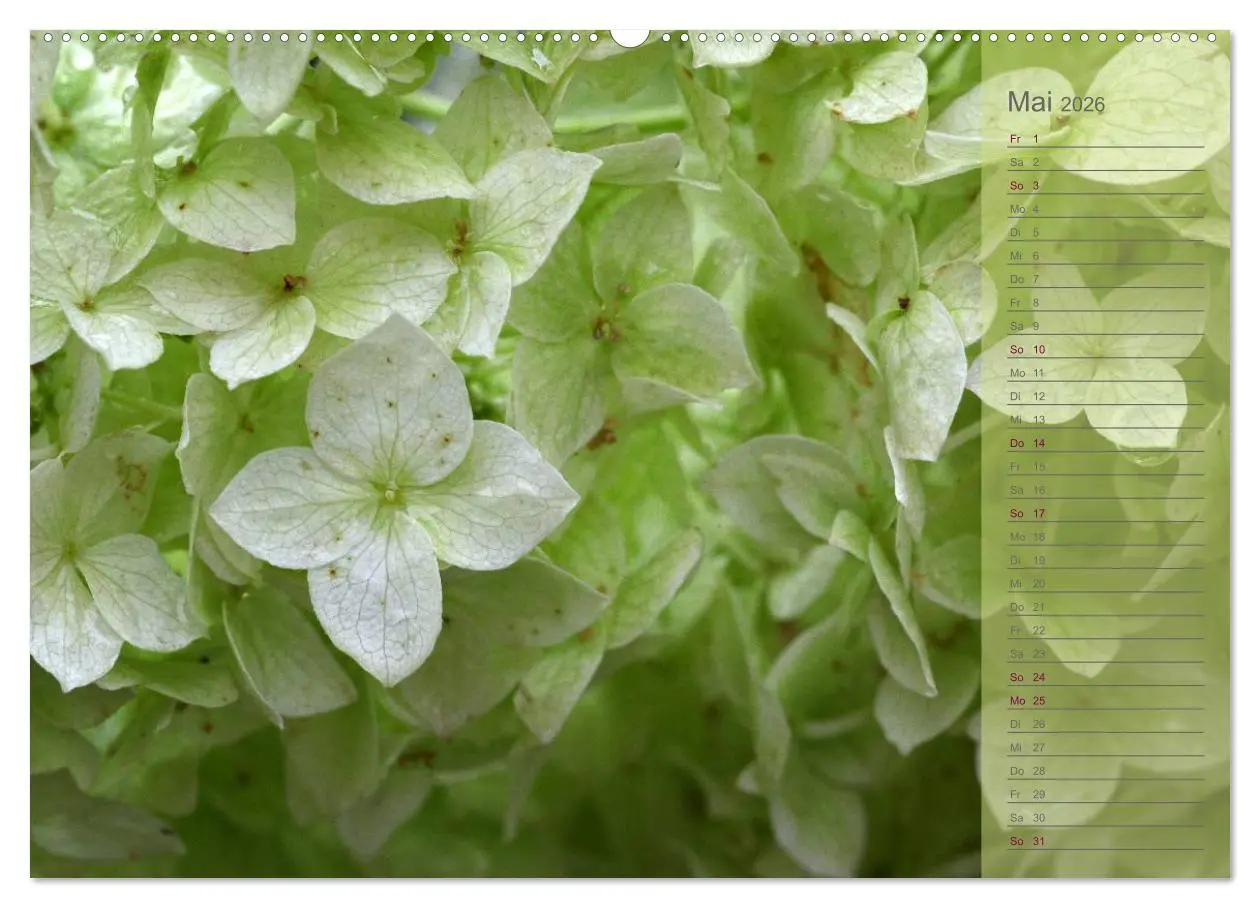 Bild: 9783516142266 | Hortensien / Geburtstagskalender (Wandkalender 2026 DIN A2 quer),...
