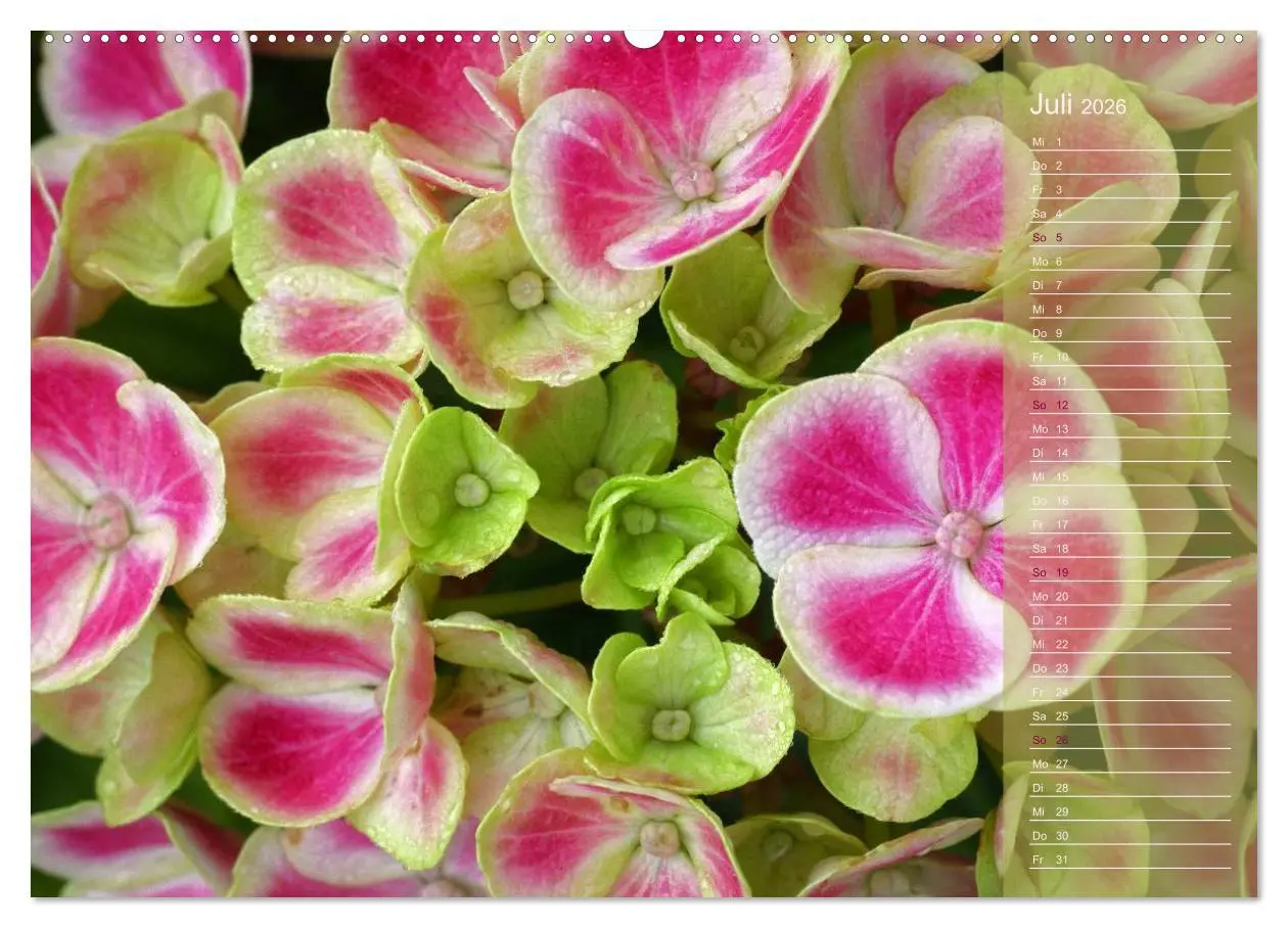 Bild: 9783516142266 | Hortensien / Geburtstagskalender (Wandkalender 2026 DIN A2 quer),...