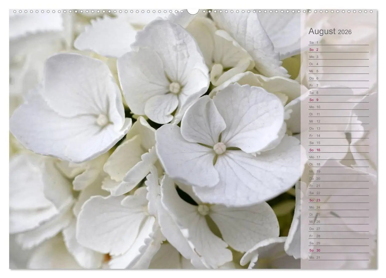 Bild: 9783516142266 | Hortensien / Geburtstagskalender (Wandkalender 2026 DIN A2 quer),...