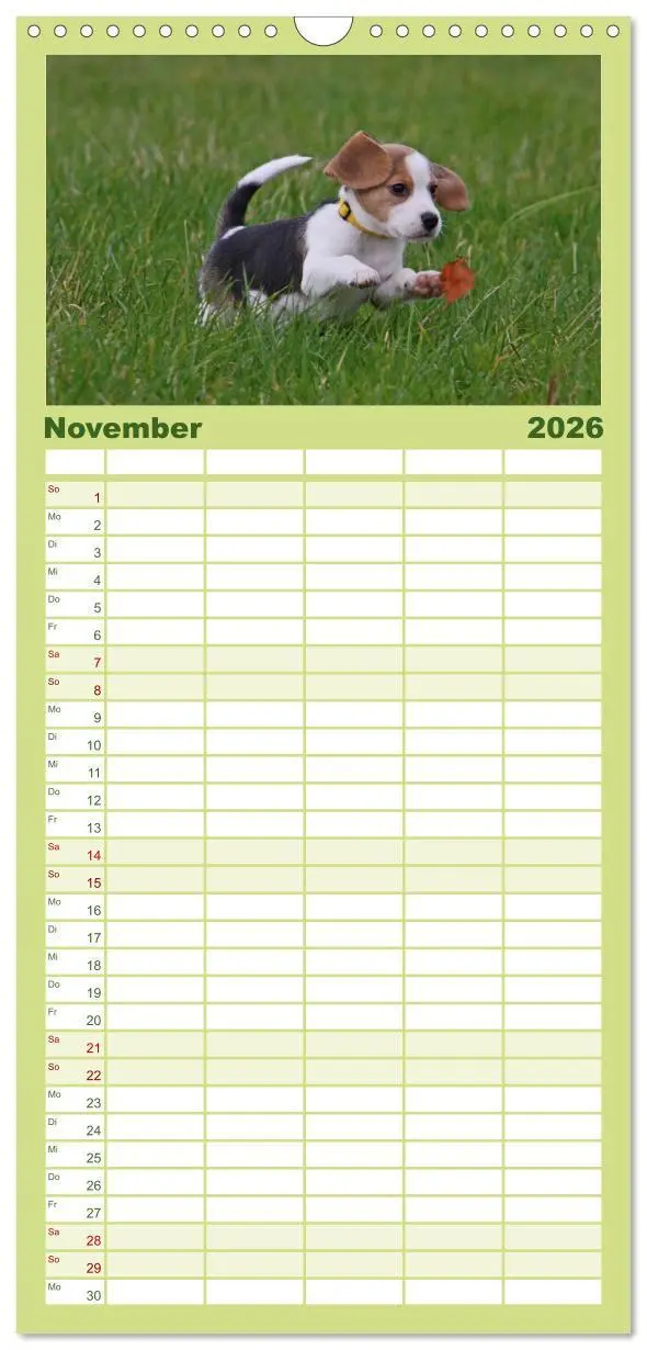 Bild: 9783516522266 | Familienplaner 2026 - Beagle mit 5 Spalten (Wandkalender, 21 x 45...