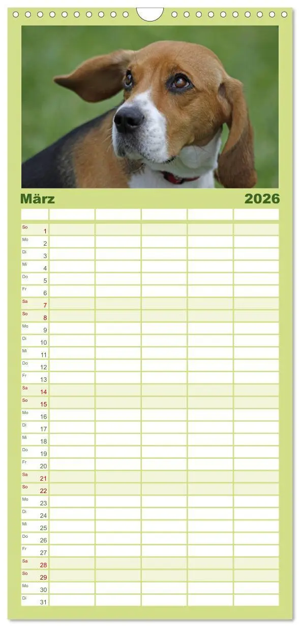 Bild: 9783516522266 | Familienplaner 2026 - Beagle mit 5 Spalten (Wandkalender, 21 x 45...