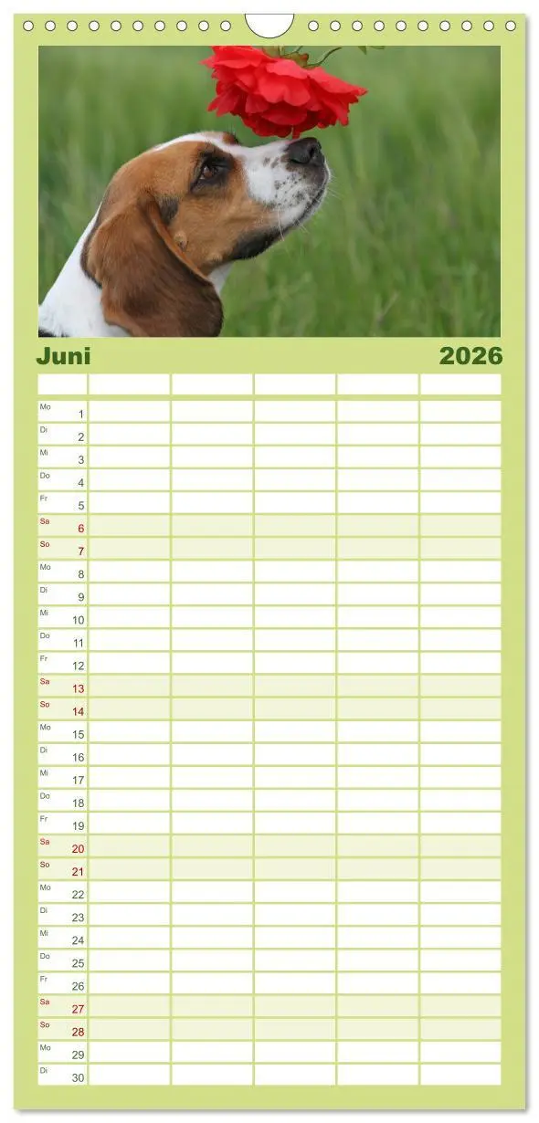 Bild: 9783516522266 | Familienplaner 2026 - Beagle mit 5 Spalten (Wandkalender, 21 x 45...