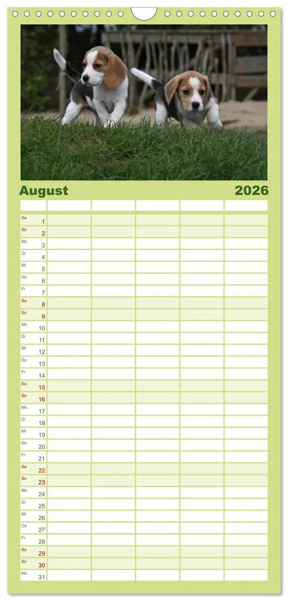Bild: 9783516522266 | Familienplaner 2026 - Beagle mit 5 Spalten (Wandkalender, 21 x 45...