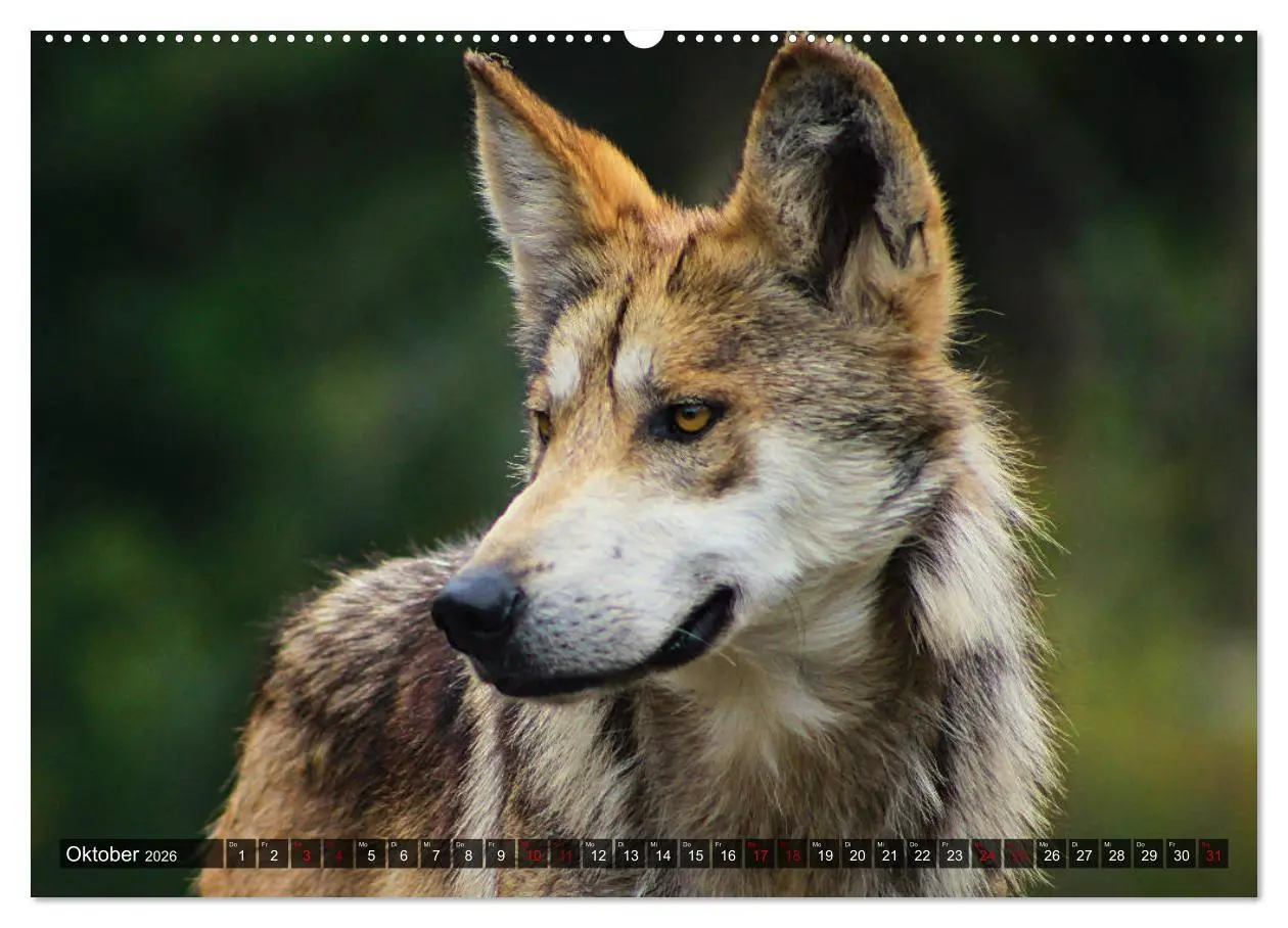 Bild: 9783457802366 | Begegnung mit dem Wolf (Wandkalender 2026 DIN A2 quer), CALVENDO...