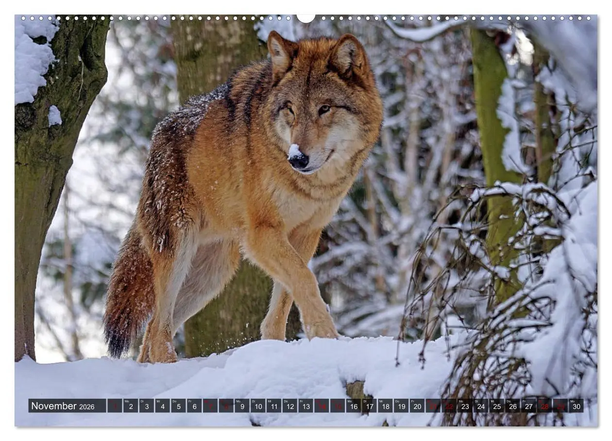 Bild: 9783457802366 | Begegnung mit dem Wolf (Wandkalender 2026 DIN A2 quer), CALVENDO...