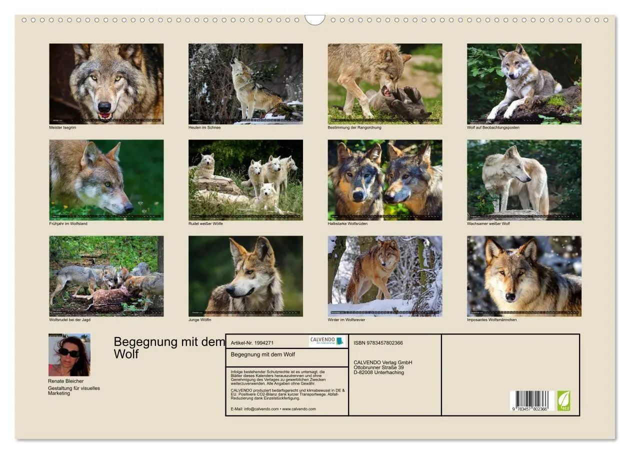 Bild: 9783457802366 | Begegnung mit dem Wolf (Wandkalender 2026 DIN A2 quer), CALVENDO...