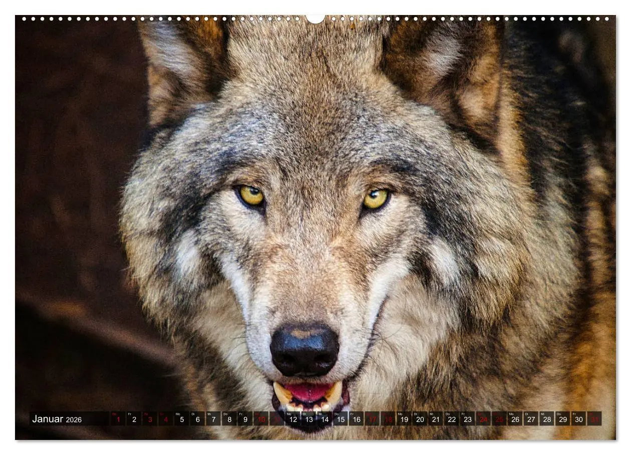 Bild: 9783457802366 | Begegnung mit dem Wolf (Wandkalender 2026 DIN A2 quer), CALVENDO...