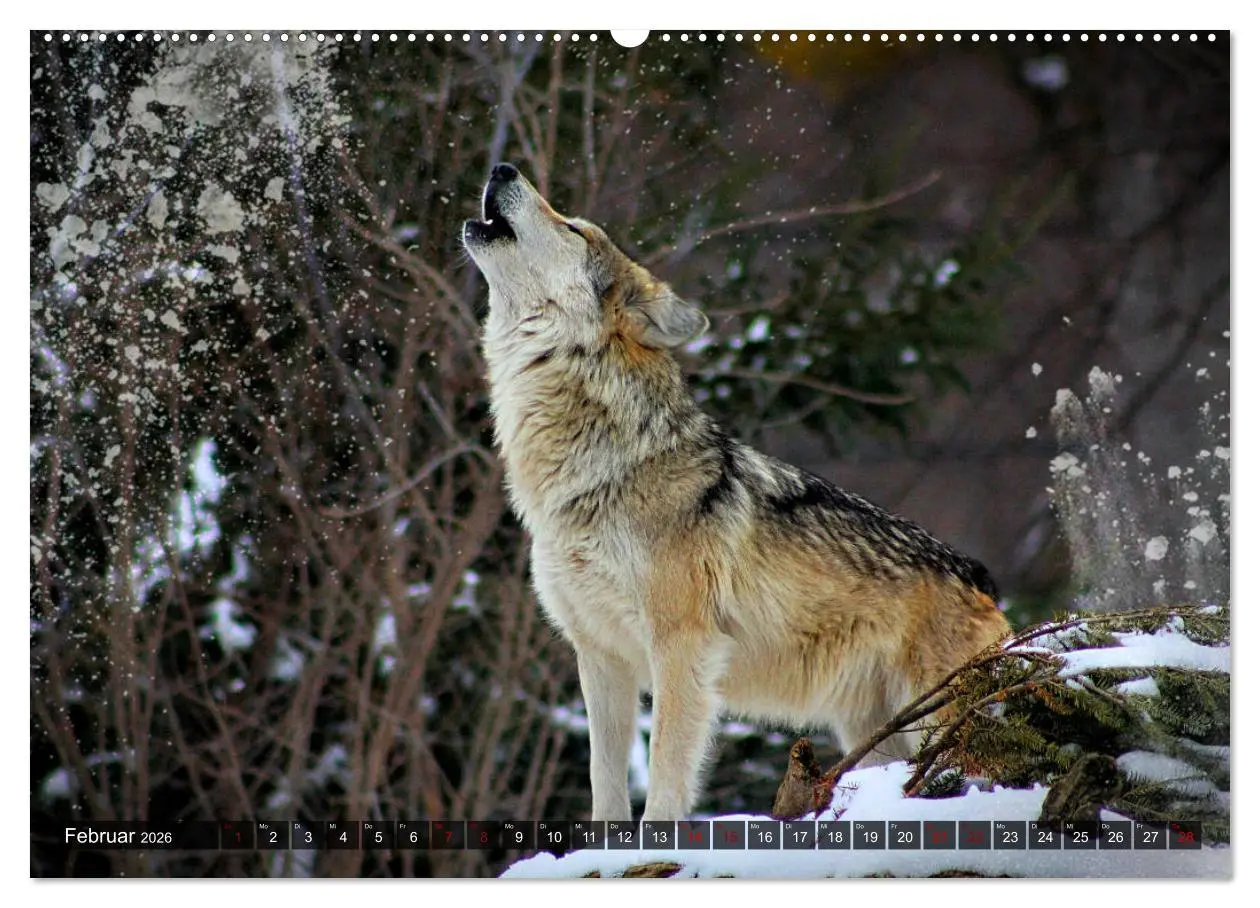 Bild: 9783457802366 | Begegnung mit dem Wolf (Wandkalender 2026 DIN A2 quer), CALVENDO...