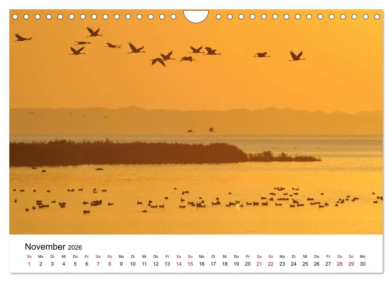Bild: 9783516062366 | Zug der Kraniche (Wandkalender 2026 DIN A4 quer), CALVENDO...
