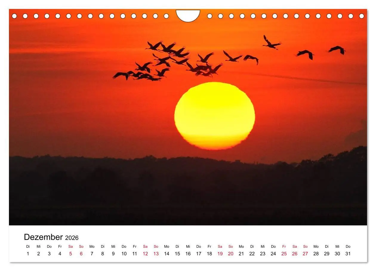Bild: 9783516062366 | Zug der Kraniche (Wandkalender 2026 DIN A4 quer), CALVENDO...