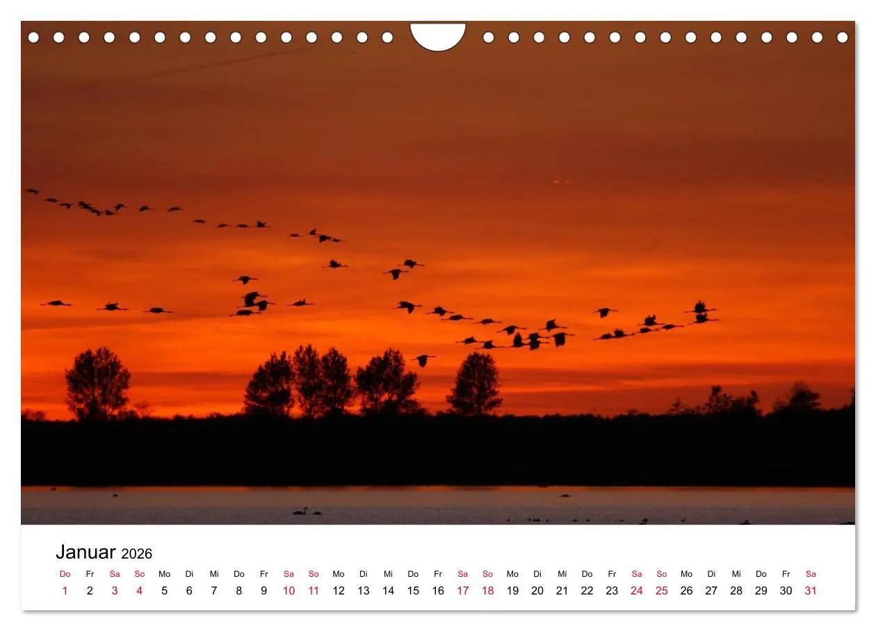 Bild: 9783516062366 | Zug der Kraniche (Wandkalender 2026 DIN A4 quer), CALVENDO...