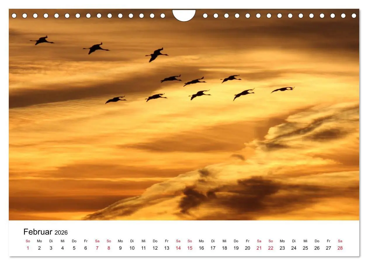 Bild: 9783516062366 | Zug der Kraniche (Wandkalender 2026 DIN A4 quer), CALVENDO...