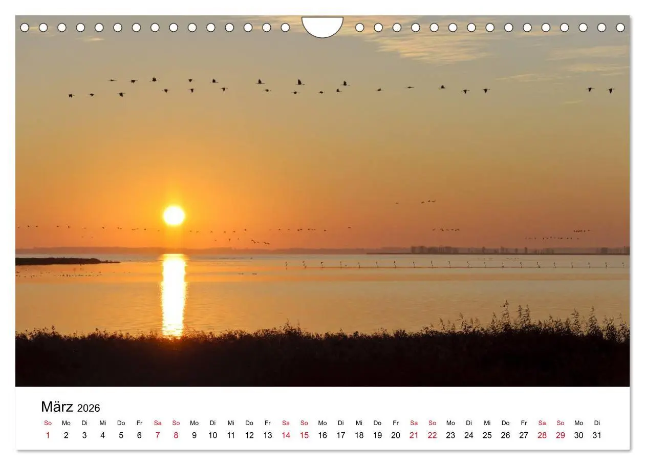 Bild: 9783516062366 | Zug der Kraniche (Wandkalender 2026 DIN A4 quer), CALVENDO...