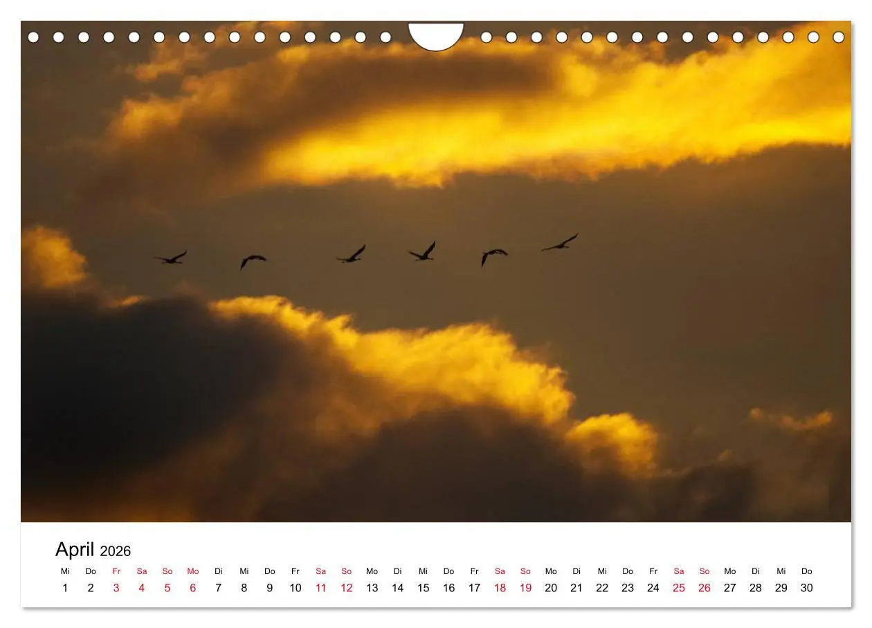 Bild: 9783516062366 | Zug der Kraniche (Wandkalender 2026 DIN A4 quer), CALVENDO...