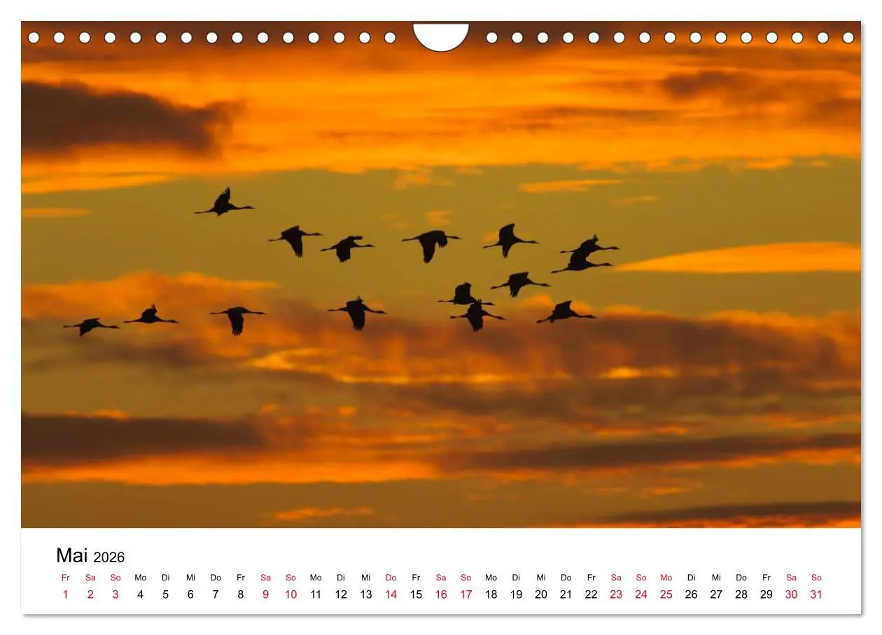 Bild: 9783516062366 | Zug der Kraniche (Wandkalender 2026 DIN A4 quer), CALVENDO...