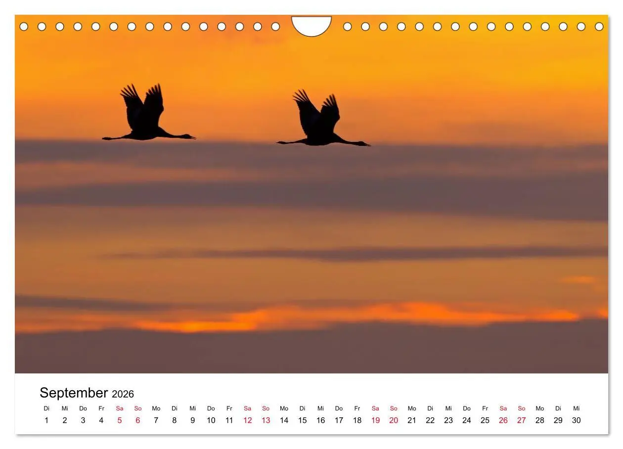 Bild: 9783516062366 | Zug der Kraniche (Wandkalender 2026 DIN A4 quer), CALVENDO...