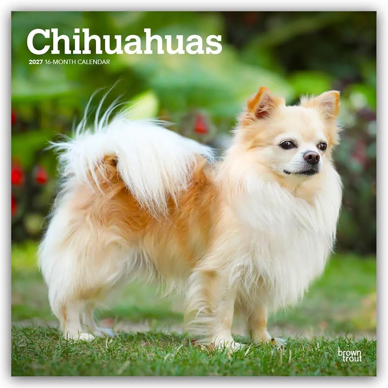 Cover: 9798330712366 | Chihuahuas 2027 - 16-Monatskalender | Browntrout Publishers | Kalender