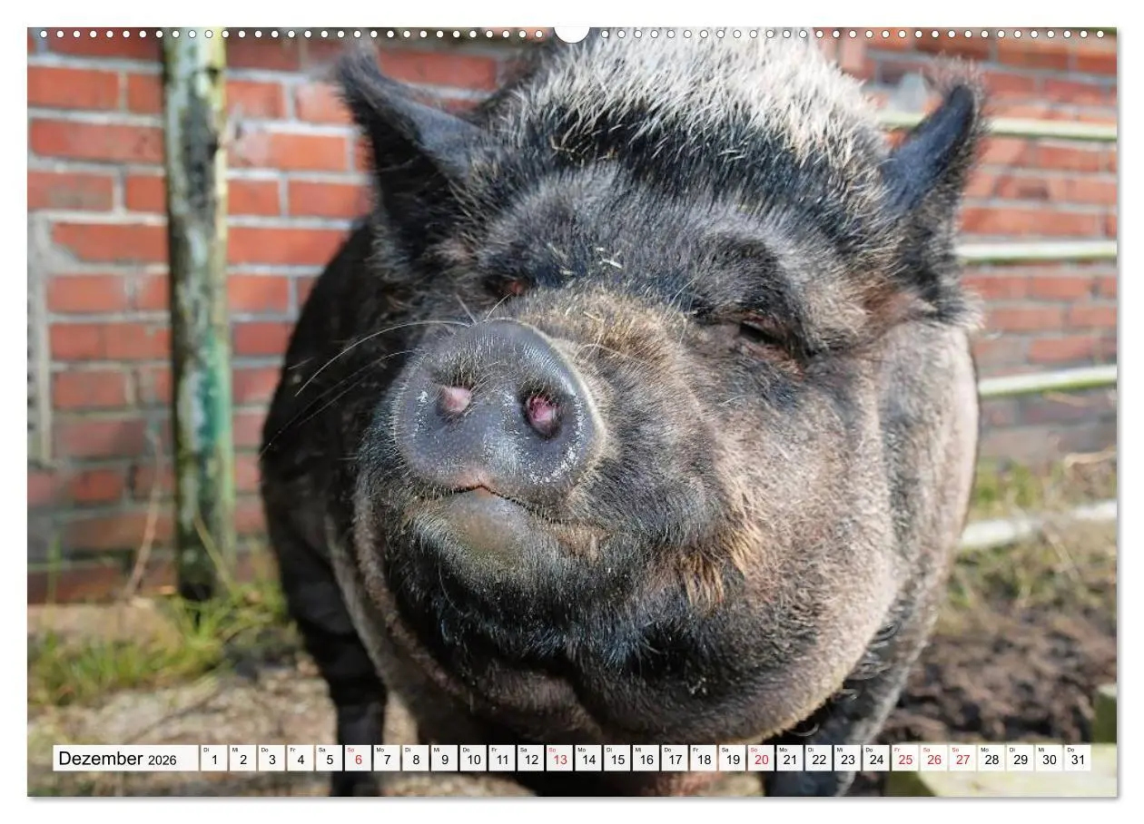 Bild: 9783516052466 | Von Säuen die Schwein haben! (Wandkalender 2026 DIN A2 quer),...