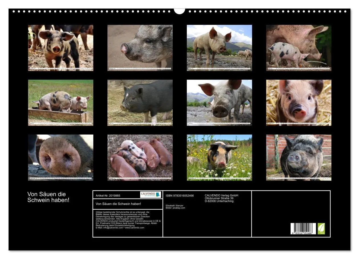 Bild: 9783516052466 | Von Säuen die Schwein haben! (Wandkalender 2026 DIN A2 quer),...