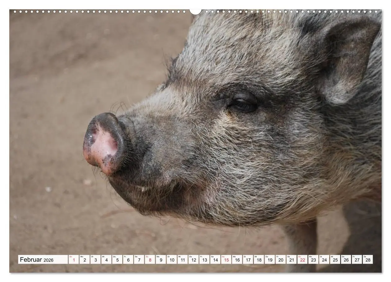 Bild: 9783516052466 | Von Säuen die Schwein haben! (Wandkalender 2026 DIN A2 quer),...