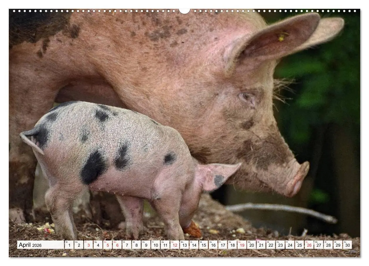 Bild: 9783516052466 | Von Säuen die Schwein haben! (Wandkalender 2026 DIN A2 quer),...