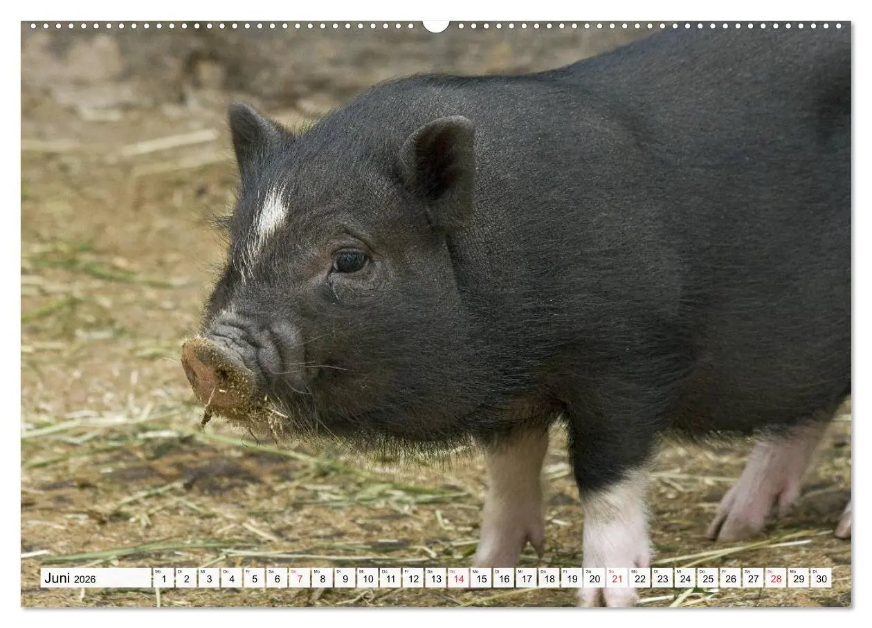 Bild: 9783516052466 | Von Säuen die Schwein haben! (Wandkalender 2026 DIN A2 quer),...