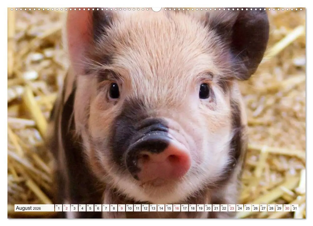 Bild: 9783516052466 | Von Säuen die Schwein haben! (Wandkalender 2026 DIN A2 quer),...