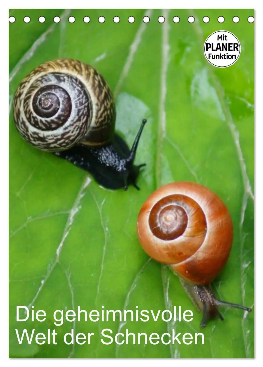 Cover: 9783516422566 | Die geheimnisvolle Welt der Schnecken (Tischkalender 2026 DIN A5...