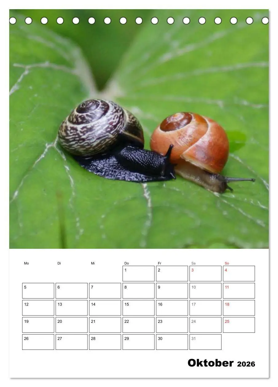Bild: 9783516422566 | Die geheimnisvolle Welt der Schnecken (Tischkalender 2026 DIN A5...