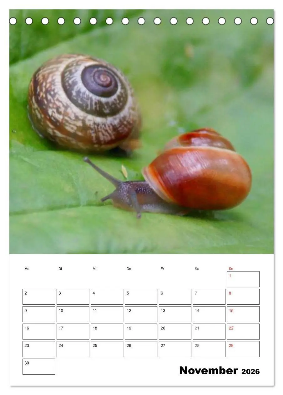 Bild: 9783516422566 | Die geheimnisvolle Welt der Schnecken (Tischkalender 2026 DIN A5...