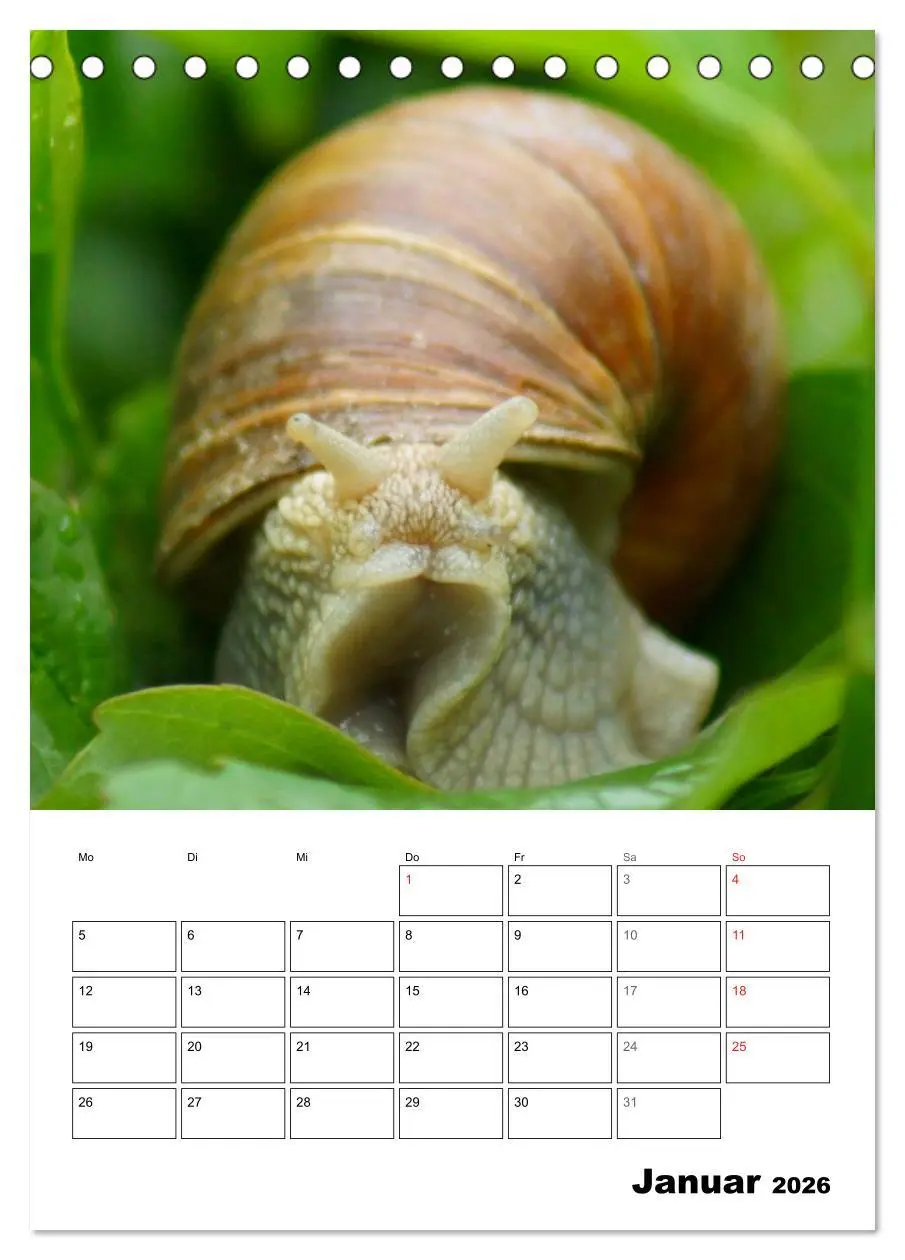 Bild: 9783516422566 | Die geheimnisvolle Welt der Schnecken (Tischkalender 2026 DIN A5...