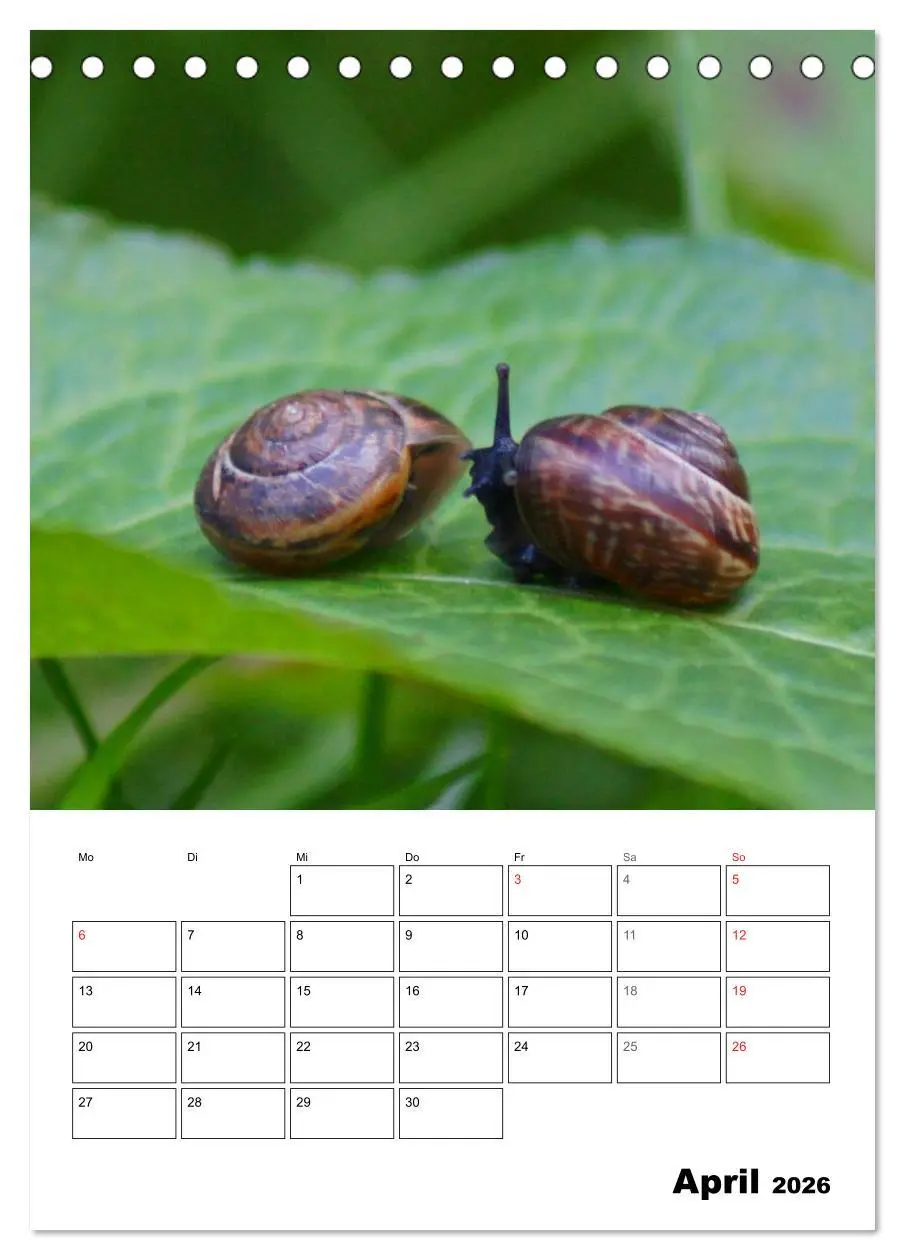 Bild: 9783516422566 | Die geheimnisvolle Welt der Schnecken (Tischkalender 2026 DIN A5...