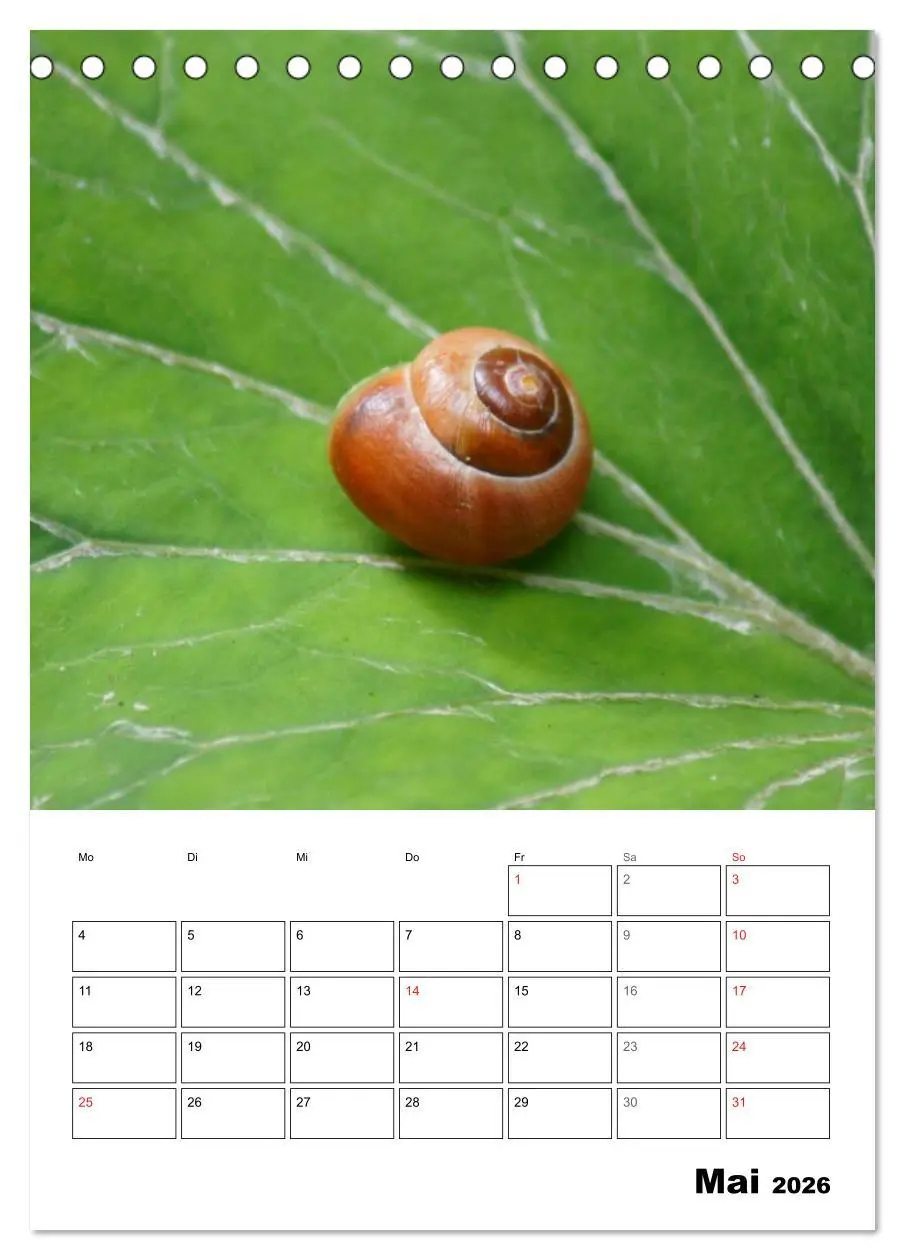 Bild: 9783516422566 | Die geheimnisvolle Welt der Schnecken (Tischkalender 2026 DIN A5...