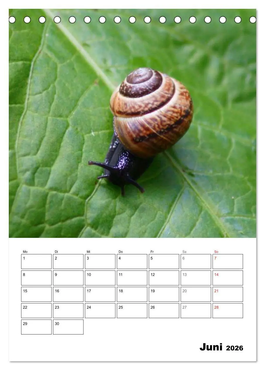 Bild: 9783516422566 | Die geheimnisvolle Welt der Schnecken (Tischkalender 2026 DIN A5...
