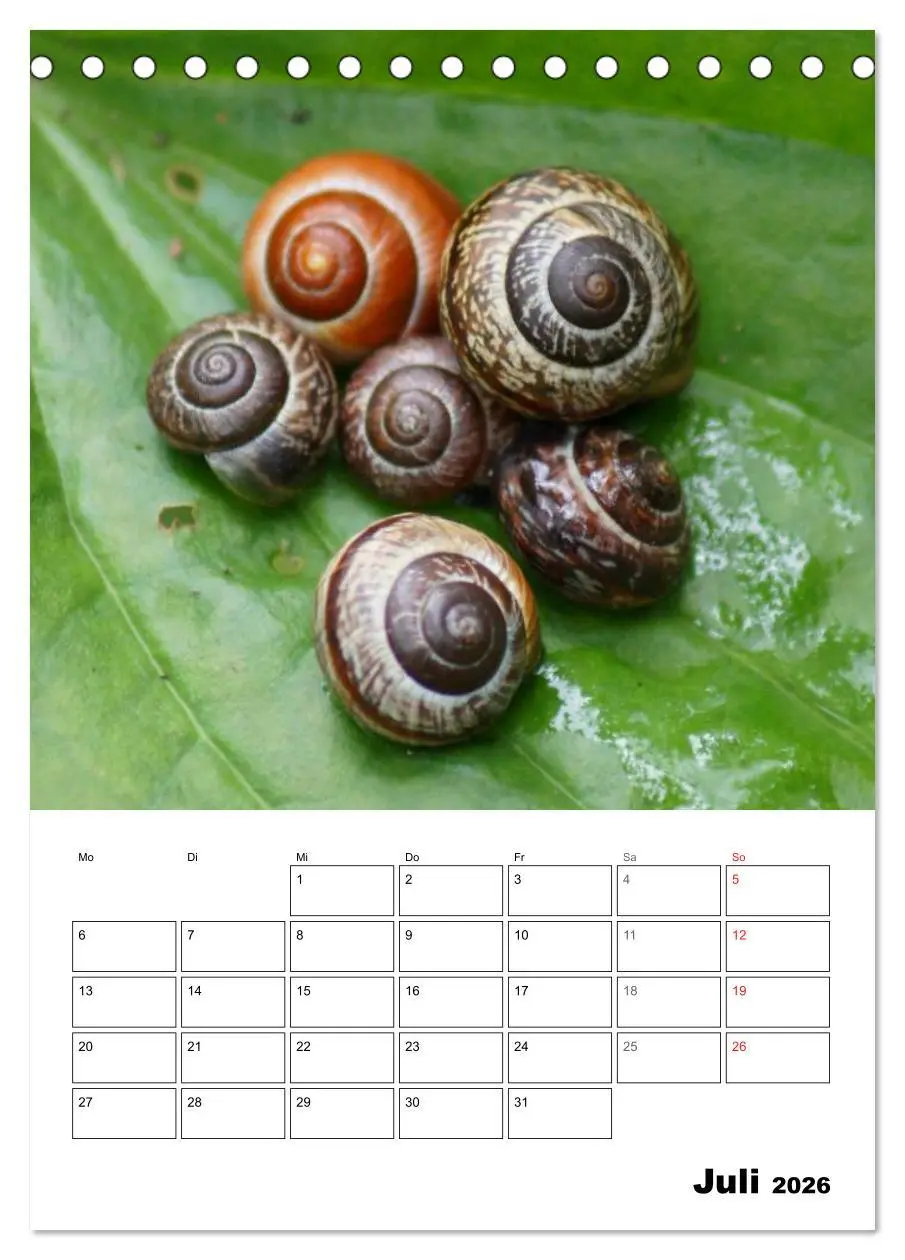 Bild: 9783516422566 | Die geheimnisvolle Welt der Schnecken (Tischkalender 2026 DIN A5...