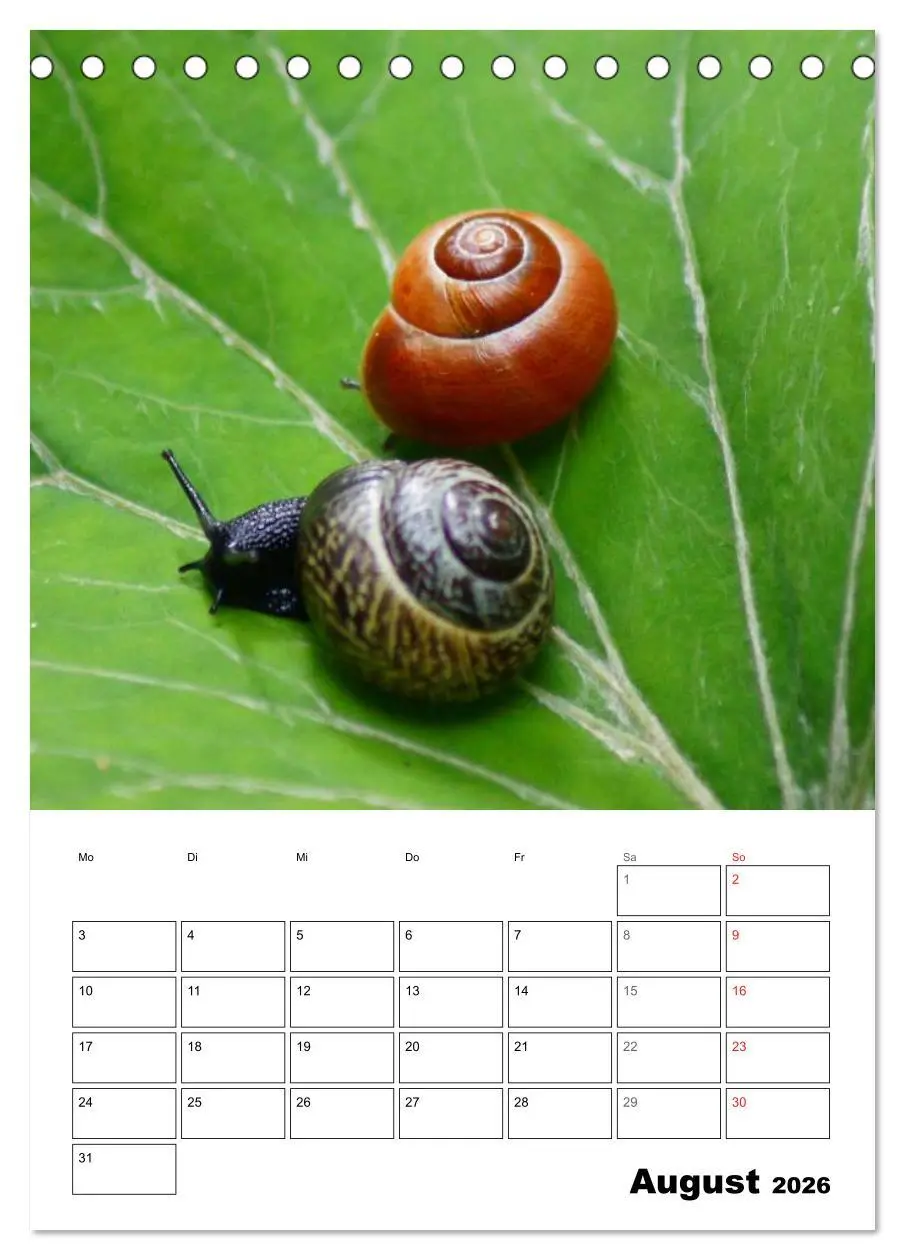Bild: 9783516422566 | Die geheimnisvolle Welt der Schnecken (Tischkalender 2026 DIN A5...
