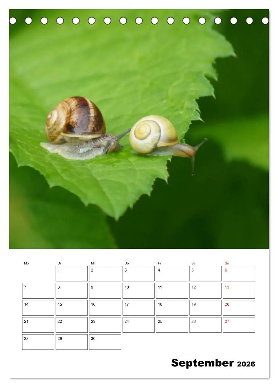 Bild: 9783516422566 | Die geheimnisvolle Welt der Schnecken (Tischkalender 2026 DIN A5...