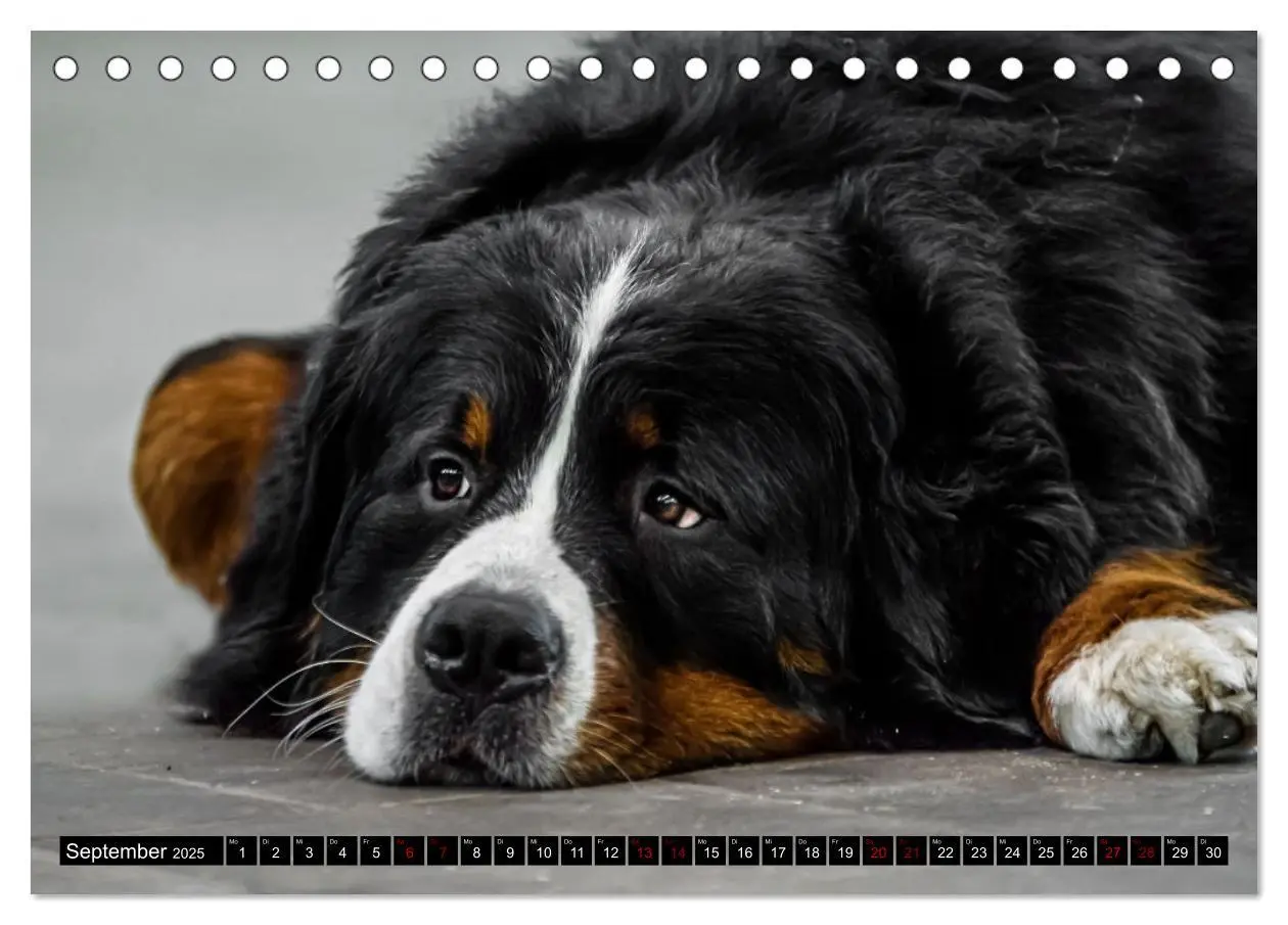 Bild: 9783457182666 | Berner Sennenhunde - Faszinierende Herzensbrecher (Tischkalender...
