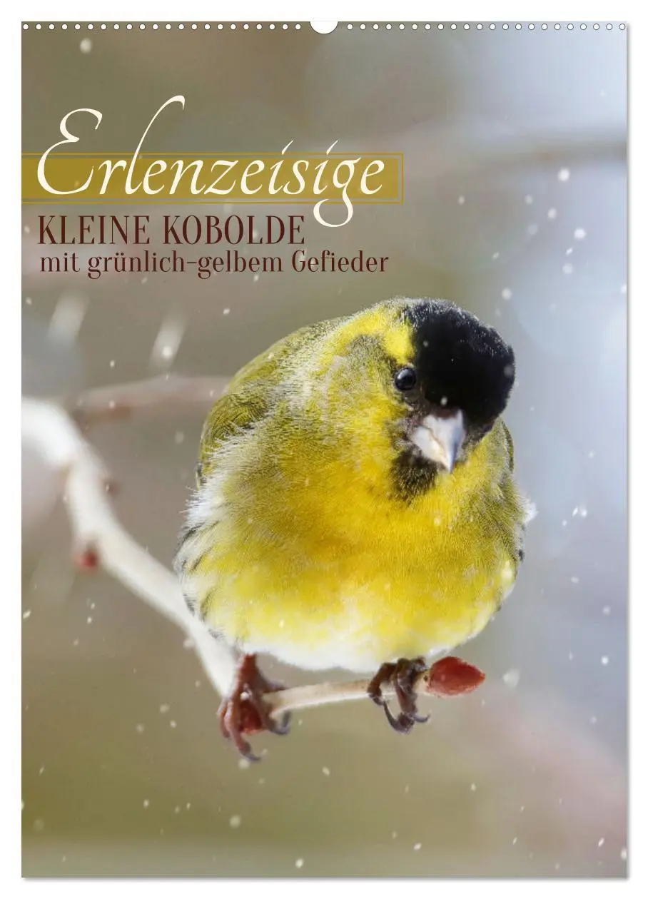 Cover: 9783516272666 | Erlenzeisige, kleine Kobolde (Wandkalender 2026 DIN A2 hoch),...