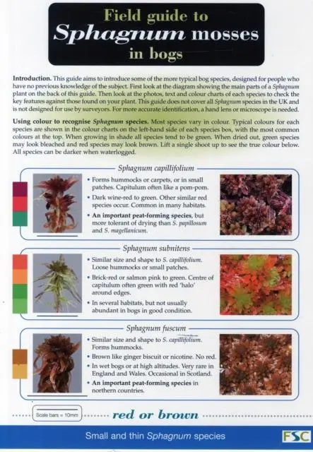 Cover: 9781851532766 | Field Guide to Sphagnum Mosses in Bogs | Claire O'Reilly (u. a.)