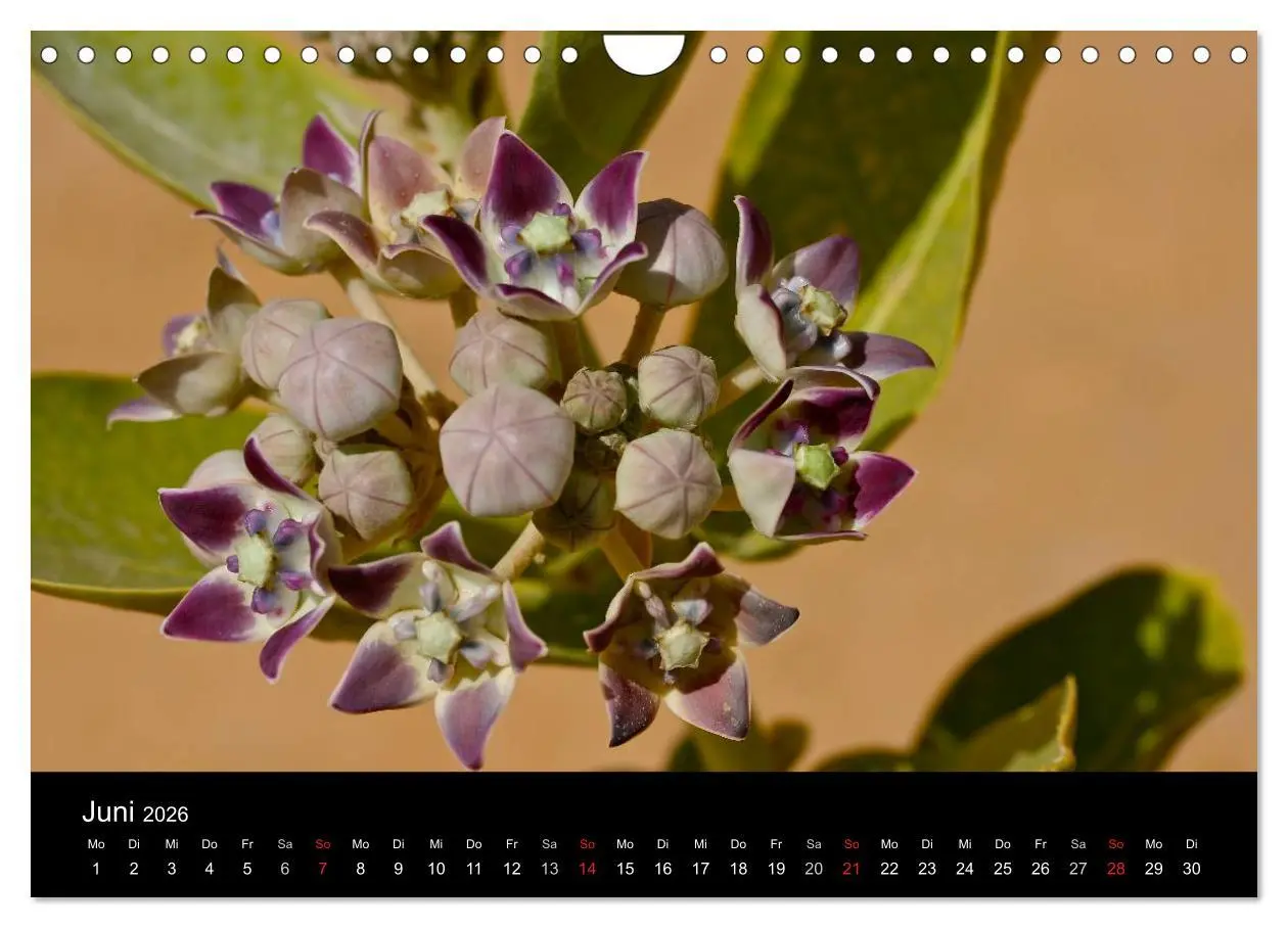 Bild: 9783516192766 | Sahara - Südalgerien (Wandkalender 2026 DIN A4 quer), CALVENDO...