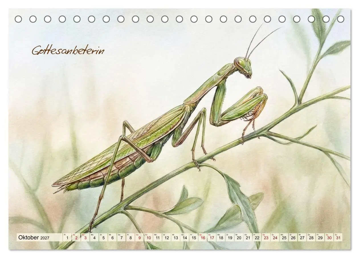 Bild: 9783516792966 | Kleine Wunder in Aquarell - Heimische Insekten kunstvoll...