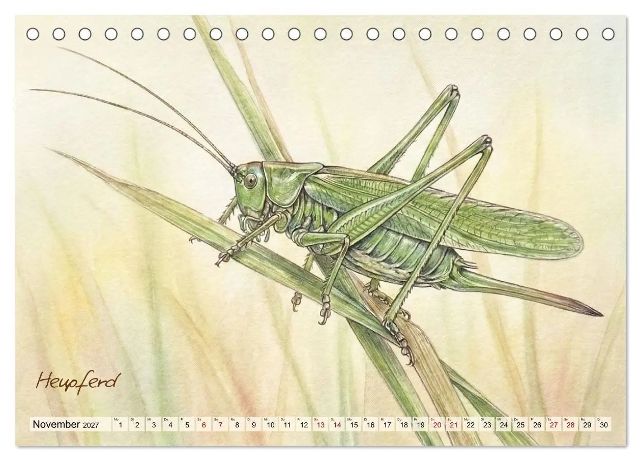 Bild: 9783516792966 | Kleine Wunder in Aquarell - Heimische Insekten kunstvoll...